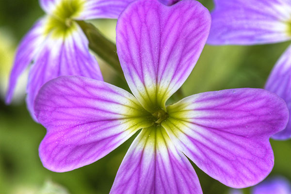 Proxy photographie de fleur en HDR