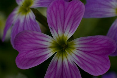 Fleur sous exposition