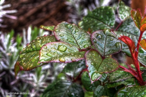 Macro en HDR d'un rosier