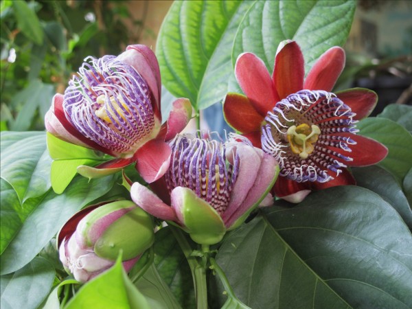 Fleurs Passiflore en HDR par Guy Cazettes